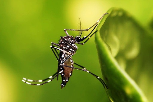 Top 5 nước lau sàn đuổi muỗi hiệu quả và chất lượng nhất hiện nay