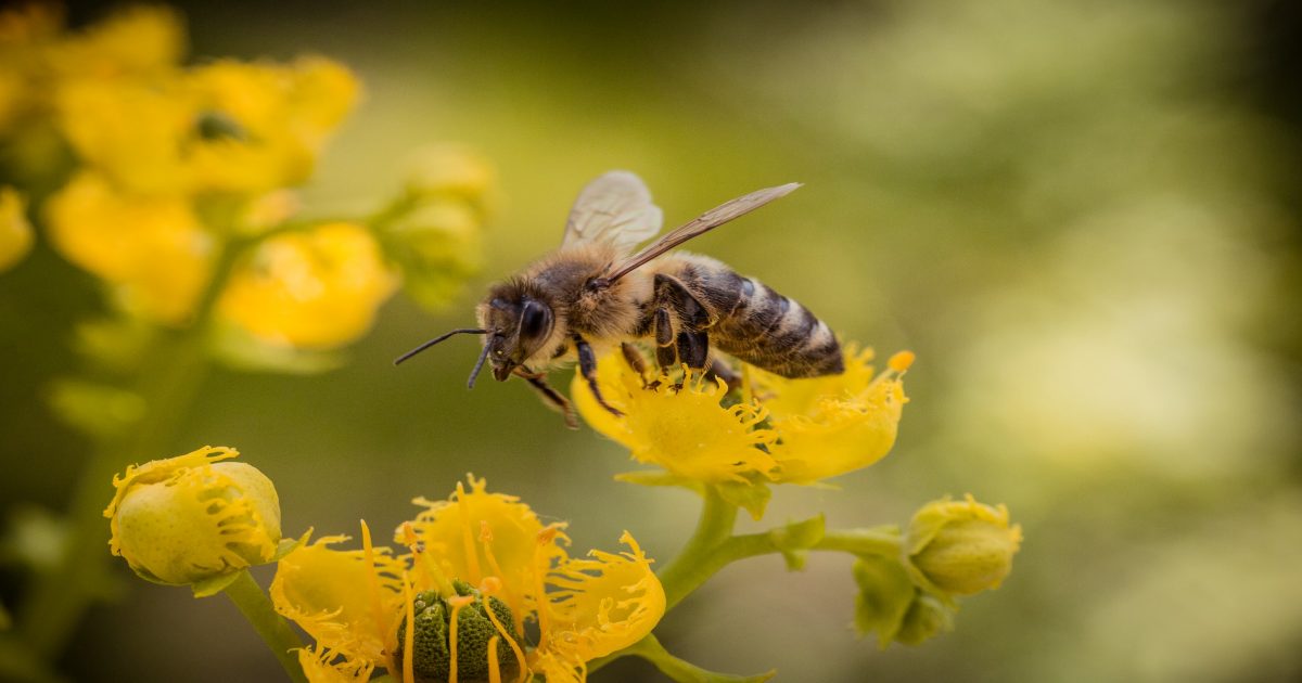 Ong làm tổ trong nhà là điềm báo tốt hay xấu? Con số may mắn là gì?