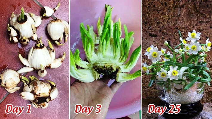 Cách trồng hoa thủy tiên đơn giản và dễ dàng nhất ra hoa 100%