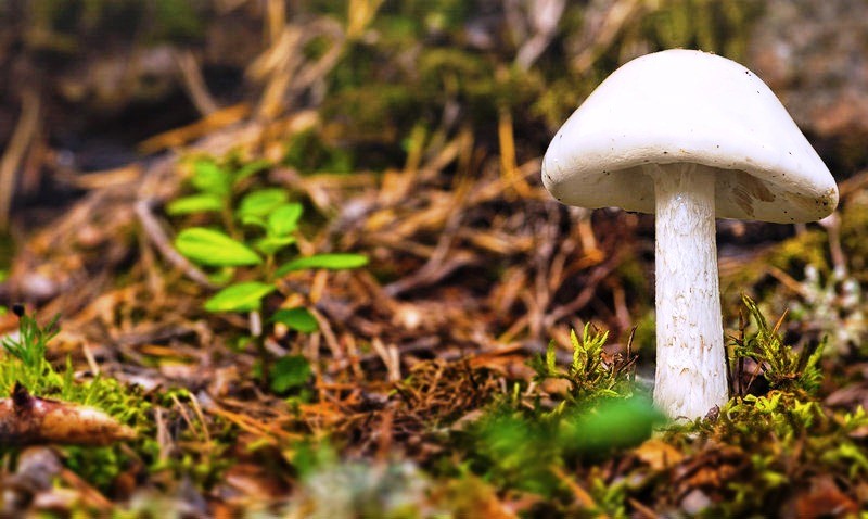 10 loại nấm độc nguy hiểm nhất thế giới bạn nên biết