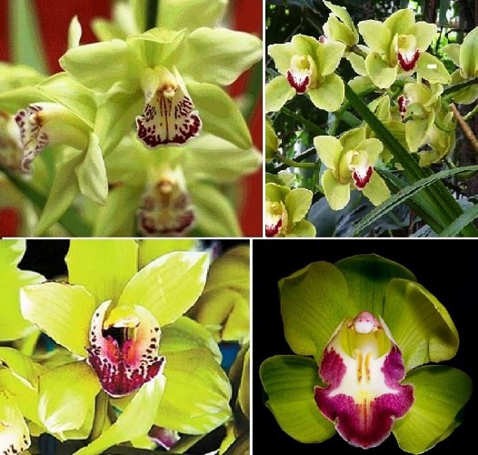 Top 8 loài hoa đắt đỏ nhất hành tinh, có tiền cũng chưa chắc bạn mua được