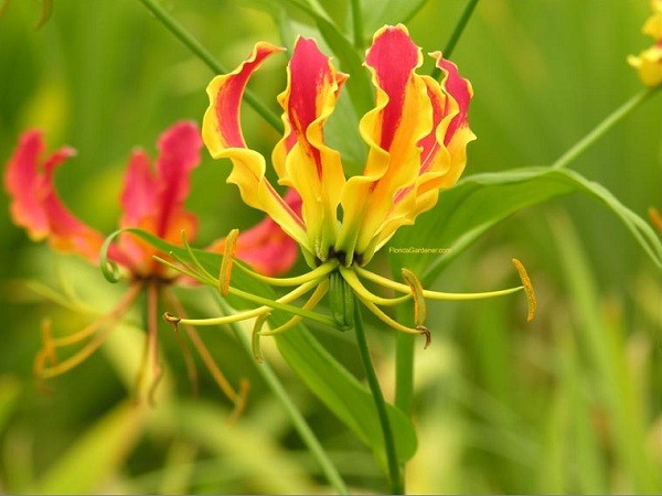 Top 8 loài hoa đắt đỏ nhất hành tinh, có tiền cũng chưa chắc bạn mua được