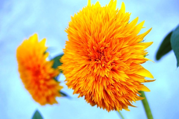 Hoa hướng dương có mấy loại - Ý nghĩa của hoa hướng dương trong cuộc sống?
