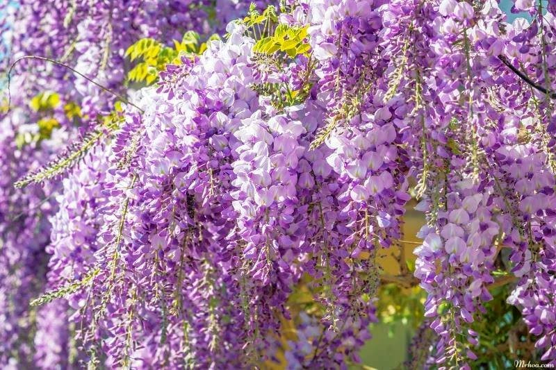 Top 10 most attractive flowers in the world