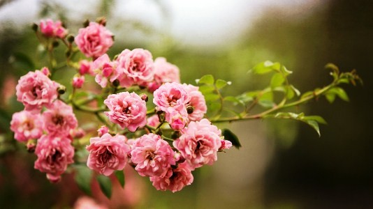 Hoa tường vi là hoa gì? Ý nghĩa của hoa tường vi, hoa tường vy tiếng anh là gì?