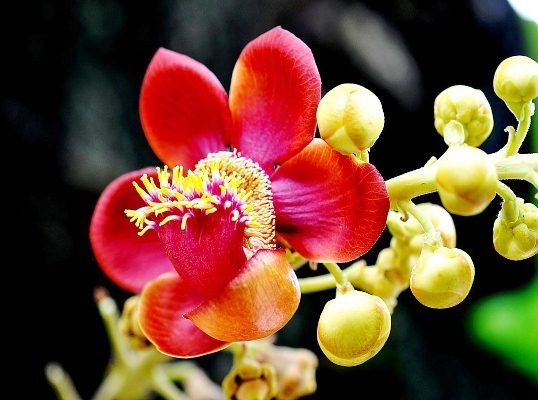 Hoa vô ưu là gi? nguồn gốc, ý nghĩa và cách chăm sóc hoa vô ưu