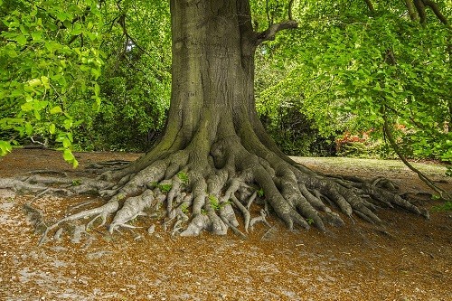 Học 5 đức tính từ cây cổ thụ để làm việc gì cũng thành công viên mãn