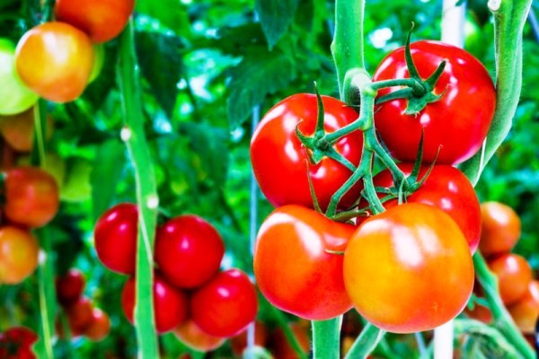 Lư ý khi sử dụng cà chua - 7 điều cần ghi nhớ khi ăn cà chua
