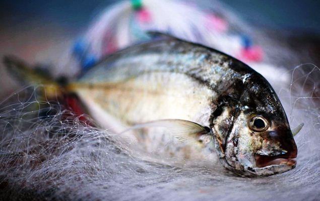 5 bộ phận chứa nhiều độc tố nhất trong con cá, không thể tùy tiện ăn