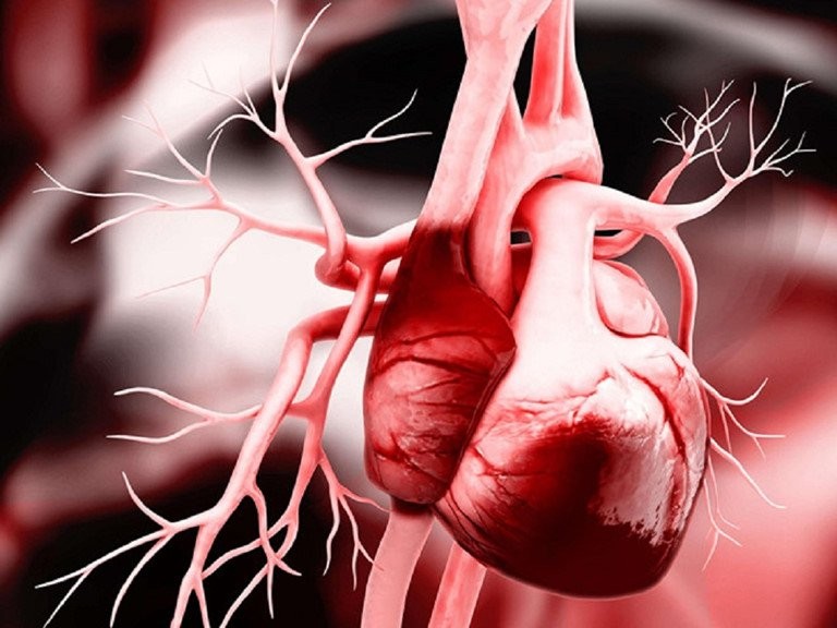 10 sự thật thú vị về trái tim có thể bạn chưa biết?