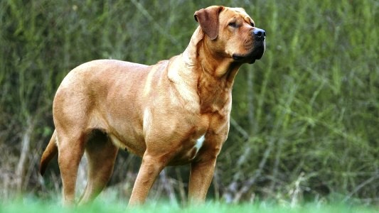 Top 18 most aggressive dog breeds in the world