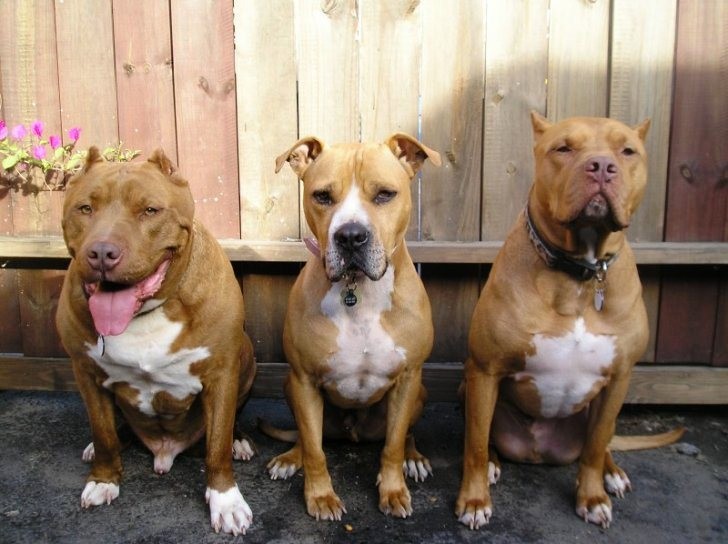 Top 18 most aggressive dog breeds in the world