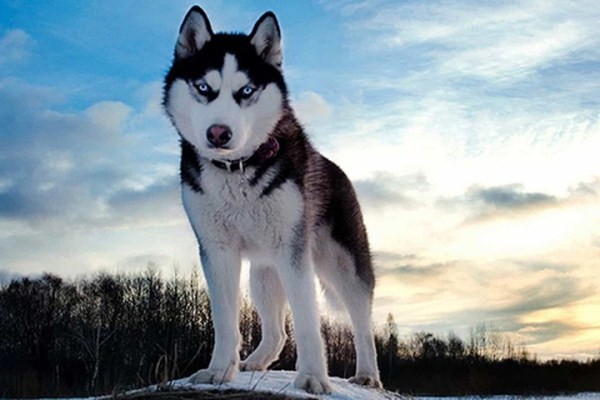 Top 18 most aggressive dog breeds in the world