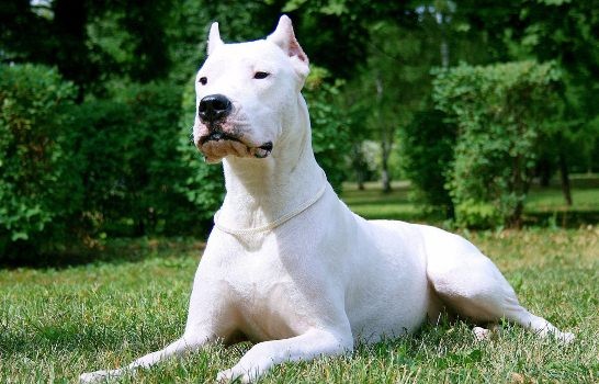 Top 18 most aggressive dog breeds in the world