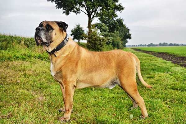 Top 18 most aggressive dog breeds in the world