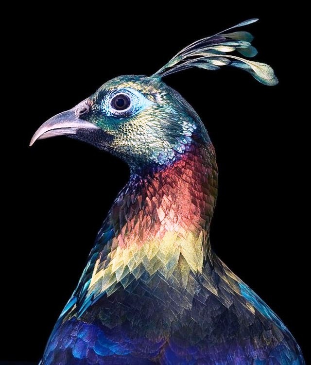 Top 25 loài chim quý hiếm và tuyệt đẹp nhất thế giới
