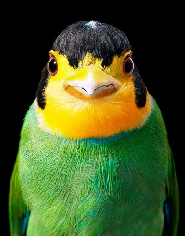 Top 25 loài chim quý hiếm và tuyệt đẹp nhất thế giới