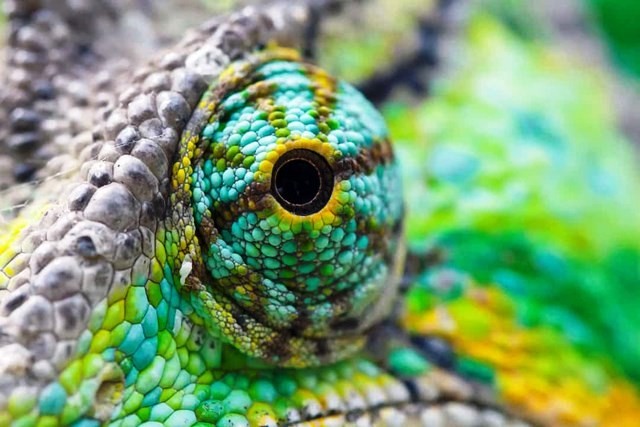 Top những đôi mắt đẹp nhất trong vương quốc thế giới động vật
