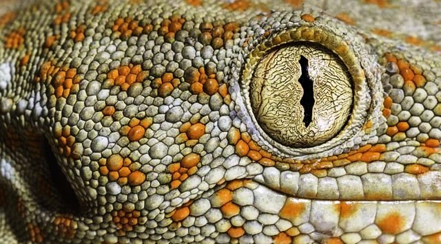 Top những đôi mắt đẹp nhất trong vương quốc thế giới động vật