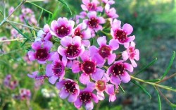 Hoa thanh liễu là hoa gì? Cách cắm và chăm hoa thanh liễu tươi lâu