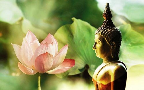 Vì sao Đức Phật - Bồ Tát ngồi trên hoa sen mà không phải loài hoa khác?