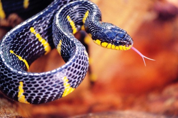 Vì sao lưỡi loài rắn lại chẻ làm đôi? Chúng có tác dụng gì?
