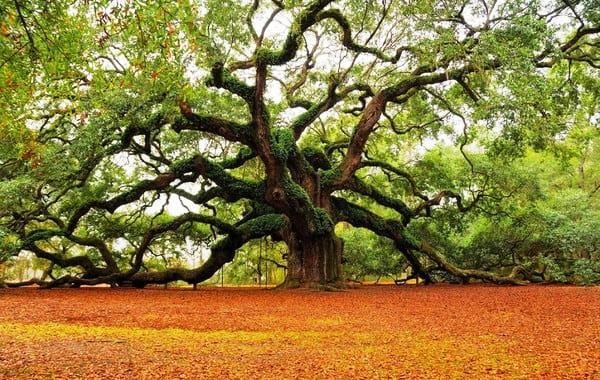 Học 5 đức tính từ cây cổ thụ để làm việc gì cũng thành công viên mãn