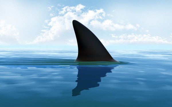 Vi cá mập là gì? Tại sao nó đắt đỏ và được nhiều người “săn lùng” đến vậy?