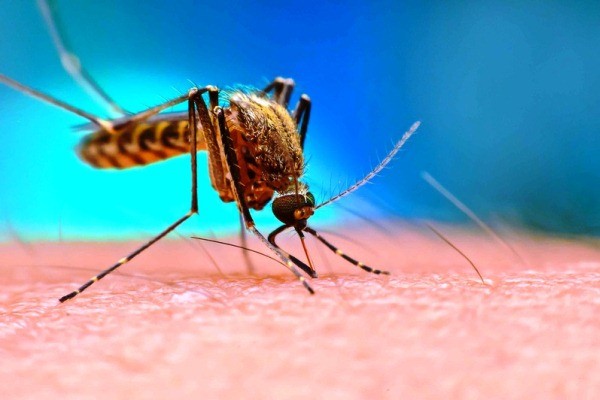 Top 5 nước lau sàn đuổi muỗi hiệu quả và chất lượng nhất hiện nay