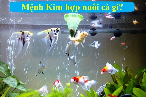 Mệnh Kim nuôi cá gì để phúc lộc luôn đầy nhà cho gia chủ