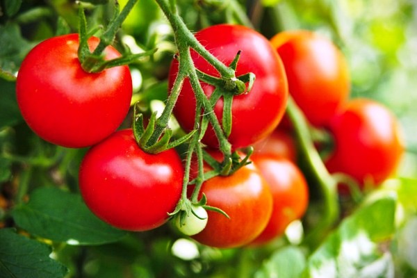 Tác dụng của cà chua với sức khỏe. nhóm người nào không nên ăn cà chua