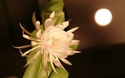 Top 11 loài hoa nở về đêm quyến rũ, kiêu sa nhất thế giới