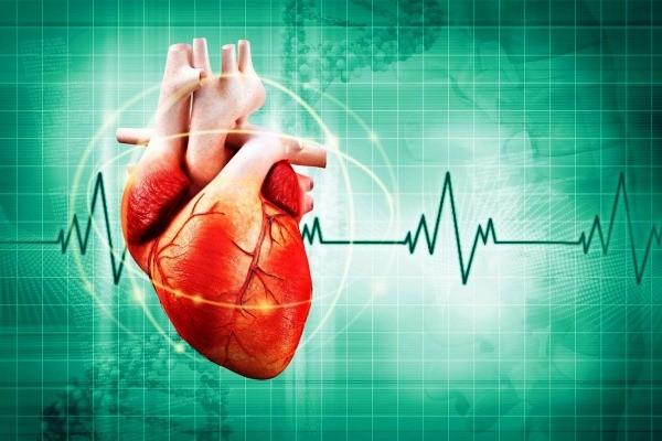 10 sự thật thú vị về trái tim có thể bạn chưa biết?