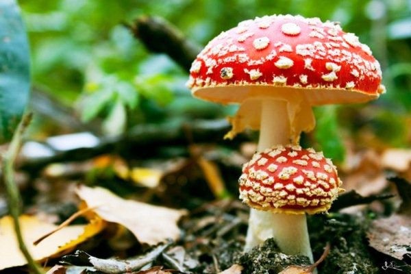 10 loại nấm độc nguy hiểm nhất thế giới bạn nên biết