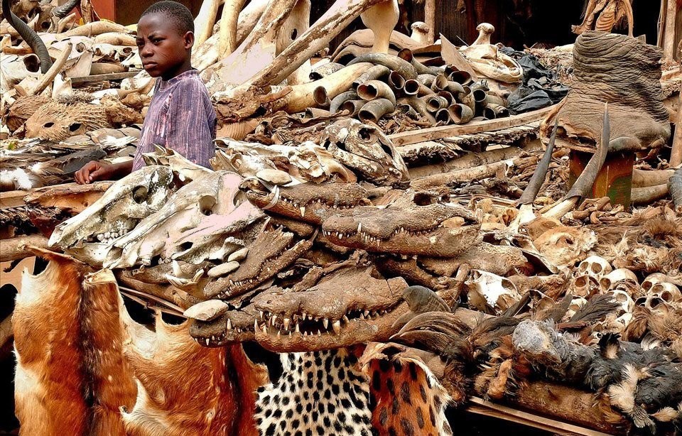 Cảnh tượng ám ảnh tại chợ bùa ngải lớn nhất thế giới ở châu Phi