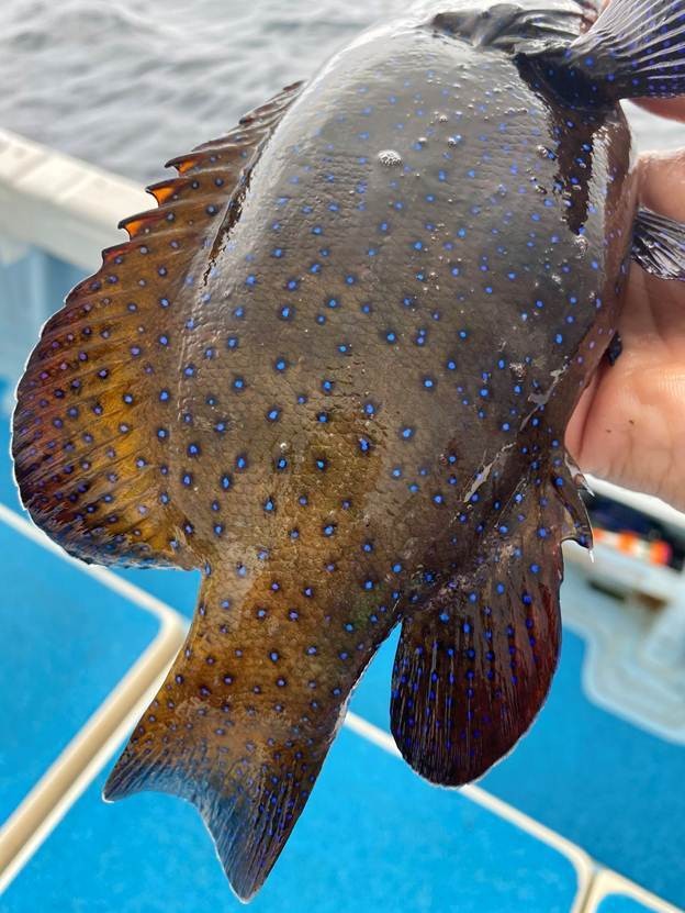 Sự thật bất ngờ về con cá màu sắc gây sốt ở Nhật Bản
