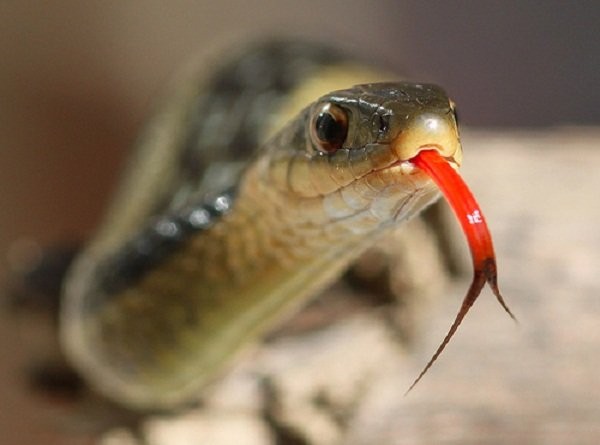 Vì sao lưỡi loài rắn lại chẻ làm đôi? Chúng có tác dụng gì?