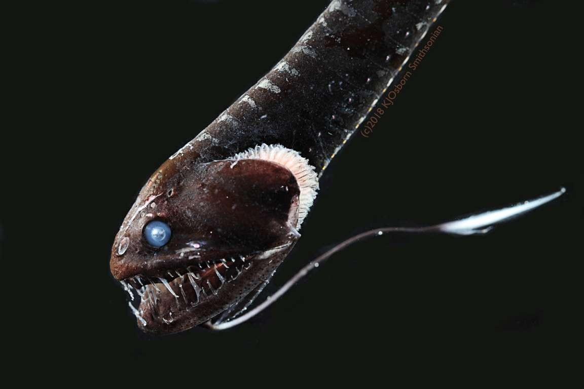 Bí ẩn về những loài cá 'đen chưa từng thấy' dưới tầng sâu nhất của đại dương
