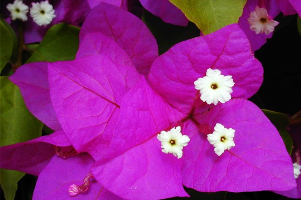 Hoa Giấy tiếng Anh là gì? bougainvillea spectabilis hay confetti là chính xác - hoa giấy tím