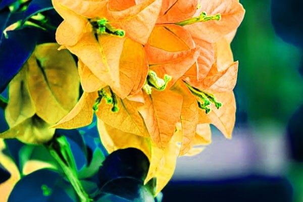Hoa Giấy tiếng Anh là gì? bougainvillea spectabilis hay confetti là chính xác - Hoa giấy vàng