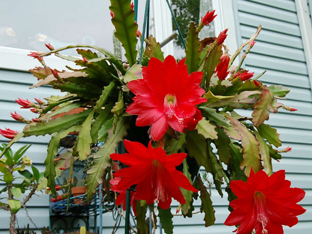 Các loài Hoa Quỳnh - Hoa Quỳnh tiếng Anh là gì? Epiphyllum hay Night Cactus - Hoa Quỳnh đỏ