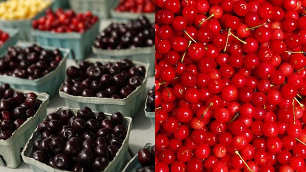 sự khác nhau giữa cherry ngọt và cherry chua