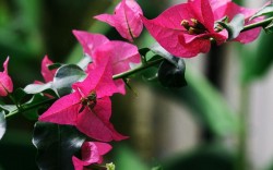 Hoa Giấy tiếng Anh là gì? bougainvillea spectabilis hay confetti là chính xác
