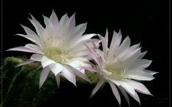 Các loài Hoa Quỳnh - Hoa Quỳnh tiếng Anh là gì? Epiphyllum hay Night Cactus
