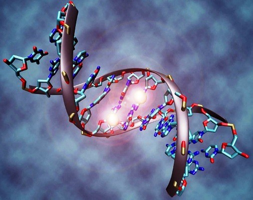 ADN là gì? Chức năng của ADN, xét nghiệm ADN có chính xác không?