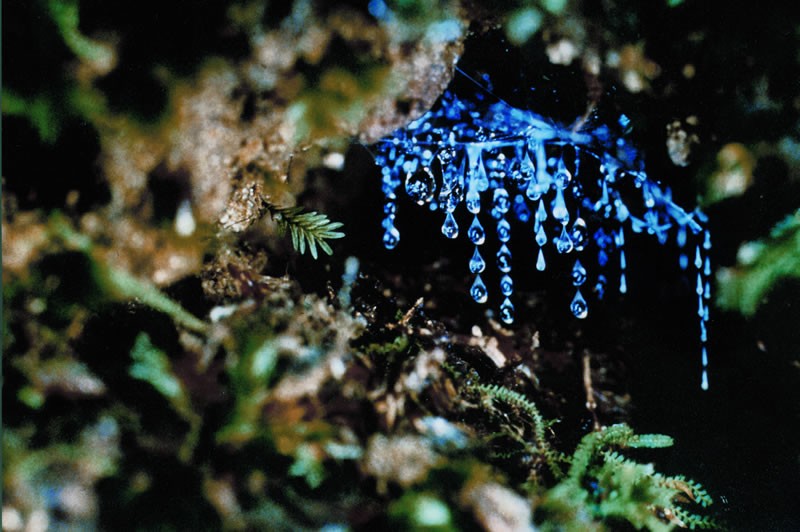 Đường vào hang động Glowworm đầy mê hoặc (Ảnh: Tripadvisor)