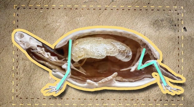 Đây là những gì có bên trong chiếc mai của một con rùa, và đảm bảo chúng sẽ khiến bạn há mồm kinh ngạc