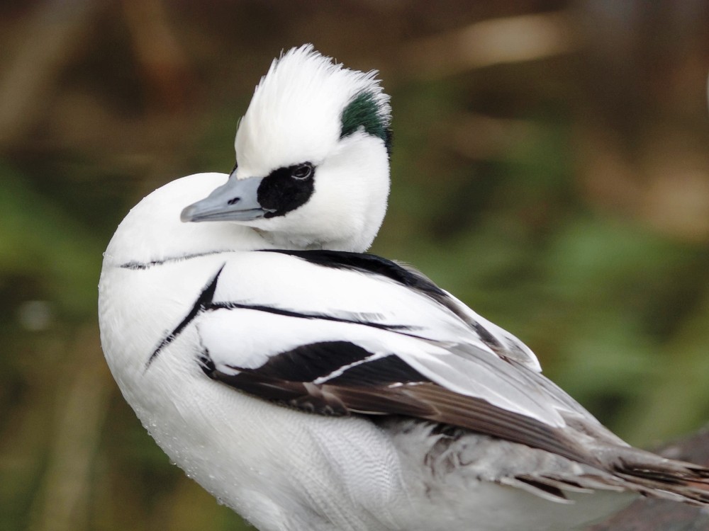 Let's admire 7 most unique duck species in the world