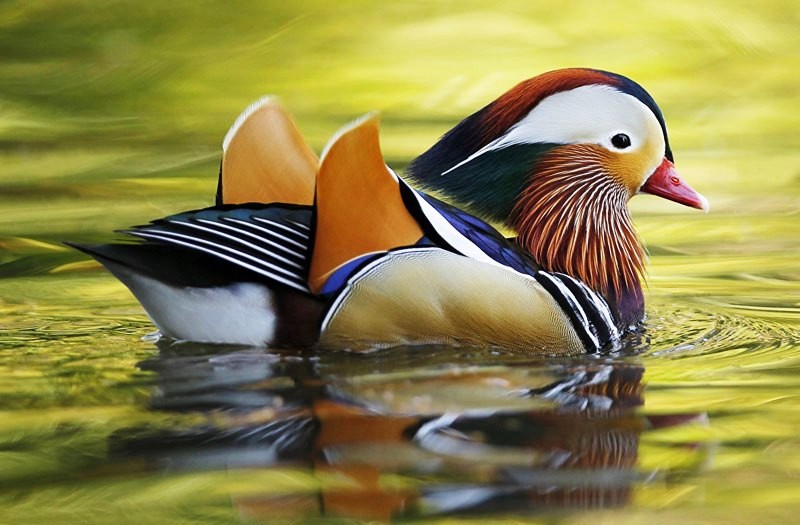 Let's admire 7 most unique duck species in the world