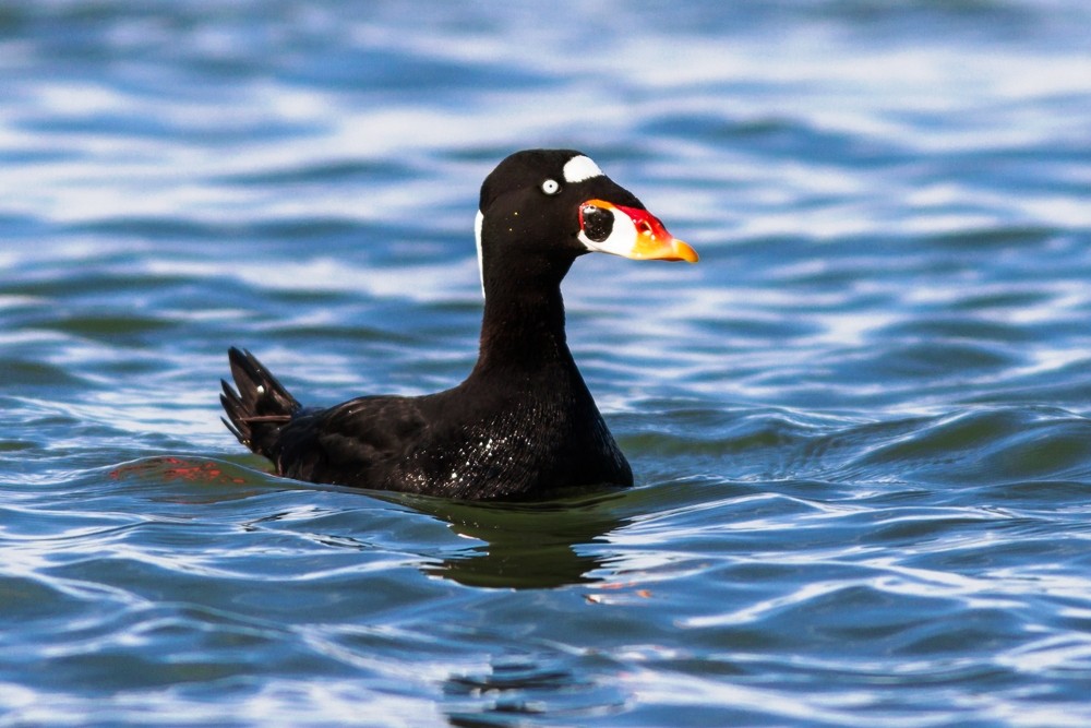 Let's admire 7 most unique duck species in the world